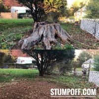 Stump "OFF" LLC Stump Grinding image 3